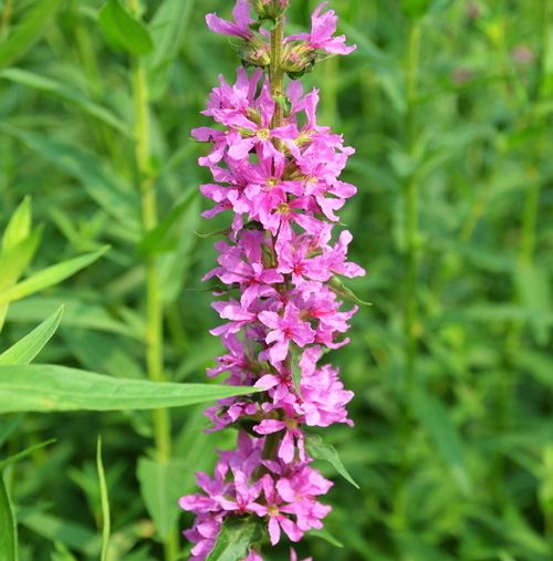 how to grow purple loosestrife from seed